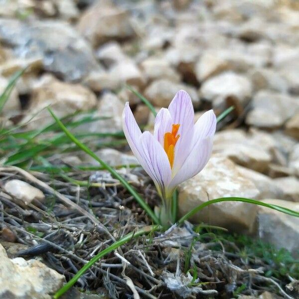 Crocus versicolor Flower