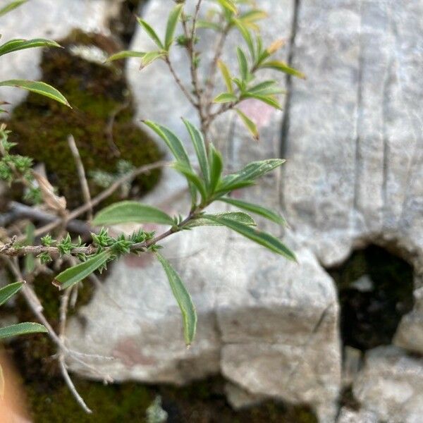 Satureja montana Blatt