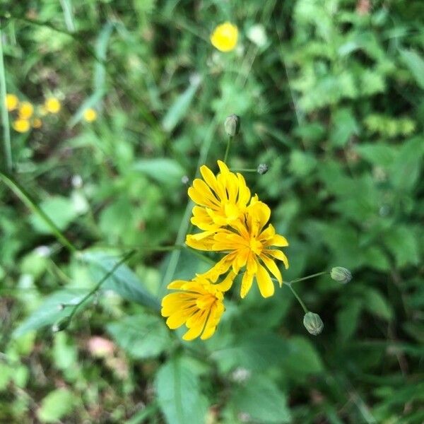 Crepis paludosa Flower