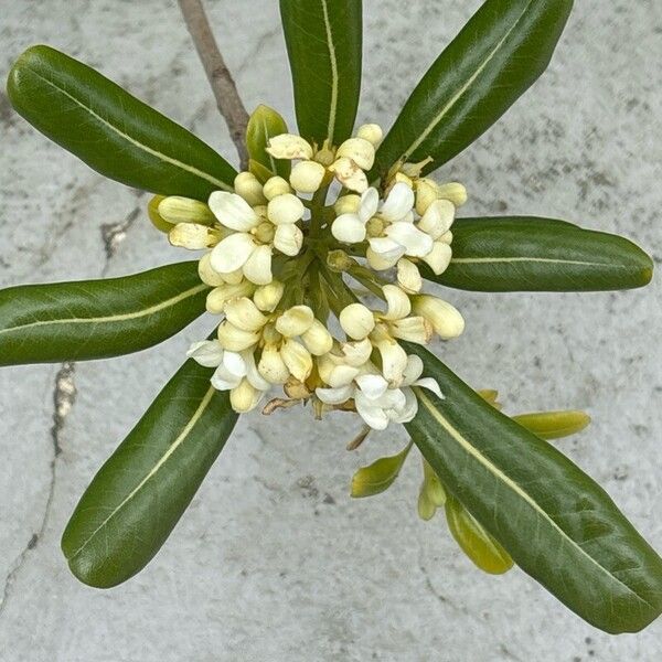 Pittosporum tobira Blomma