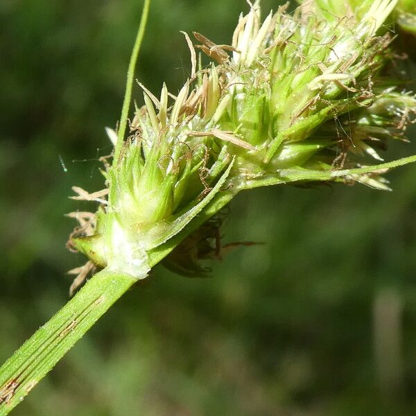 Carex otrubae Corteza