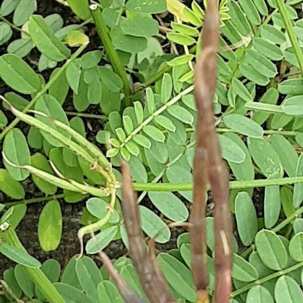 Coronilla varia ഫലം