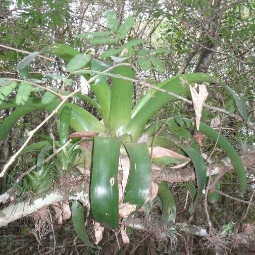 Catopsis sessiliflora Leaf