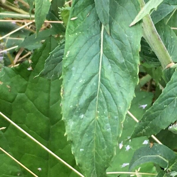 Mentha longifolia Leaf