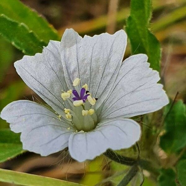 Monsonia angustifolia Flower