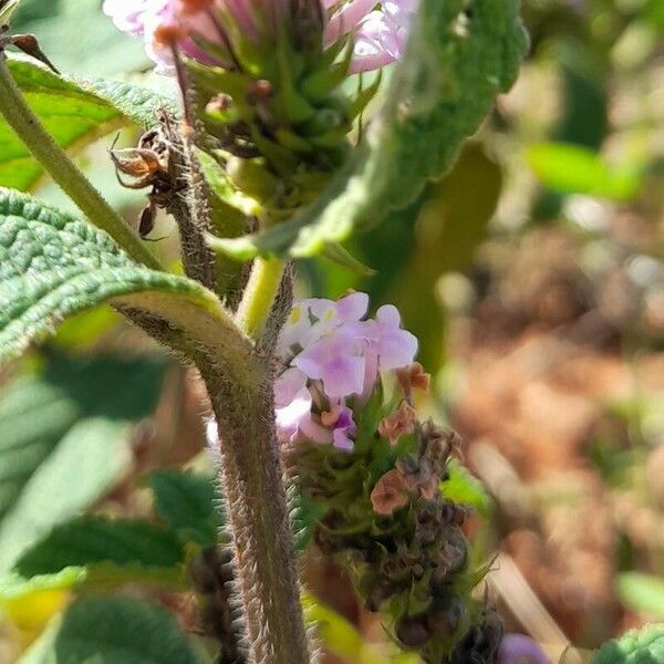 Lantana trifolia Blomst