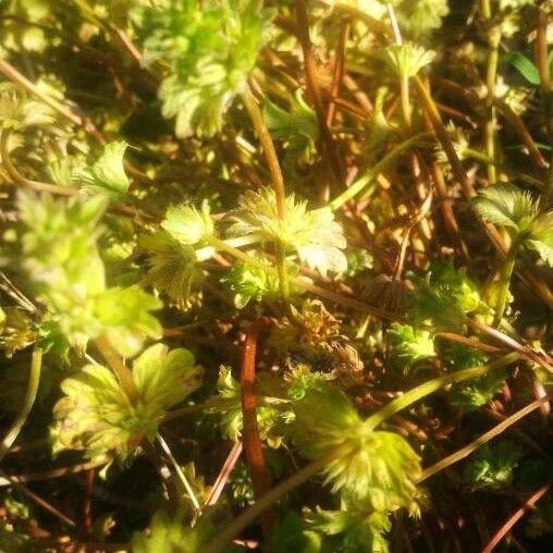 Alchemilla australis 葉