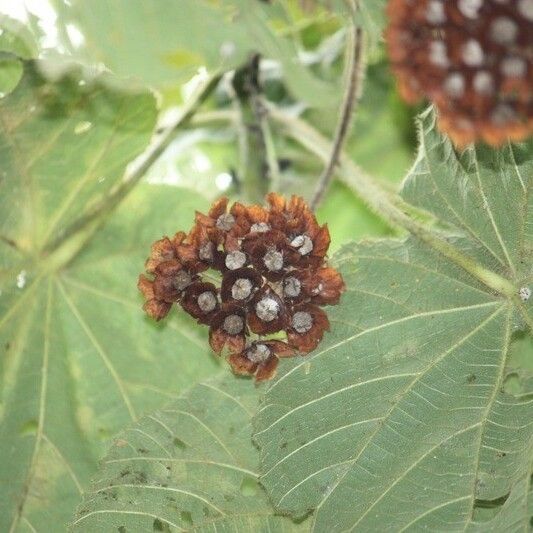 Dombeya pilosa Плод