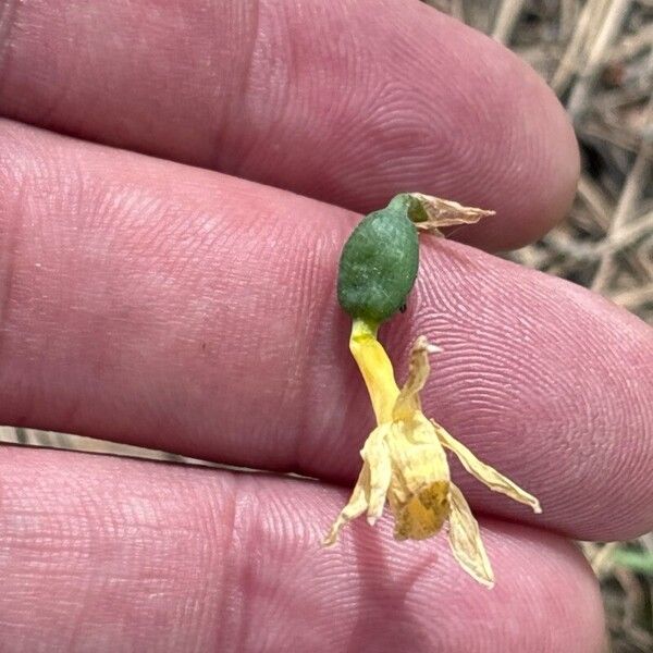 Narcissus triandrus Flower