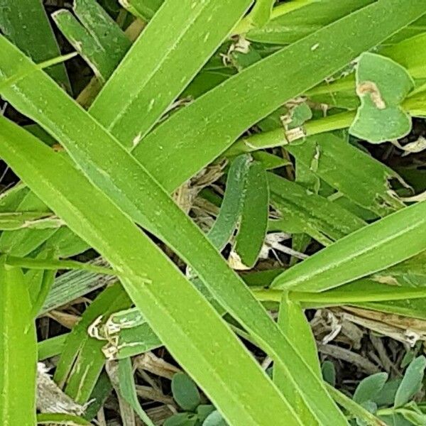 Setaria italica List