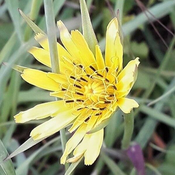 Tragopogon dubius Fleur