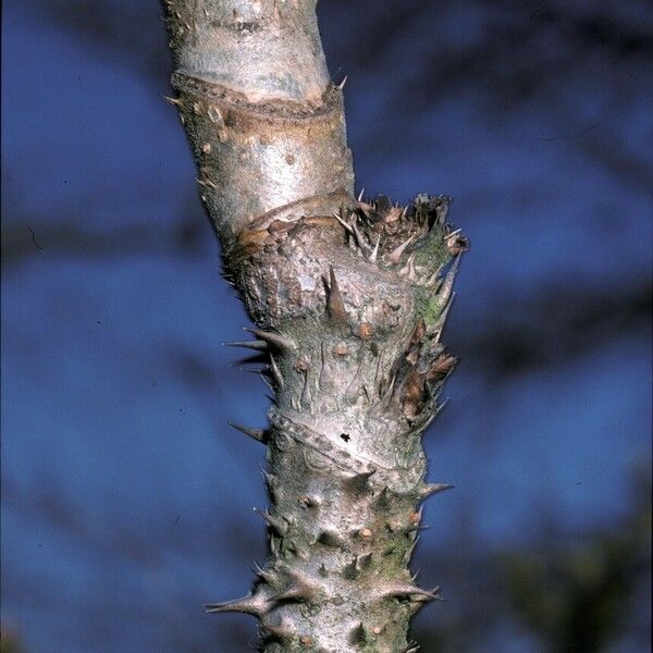 Aralia elata Kabuk