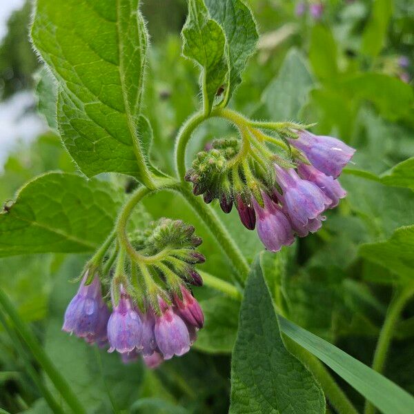 Symphytum asperum Flower