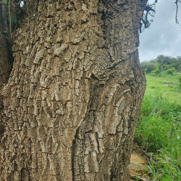 Manilkara mochisia Azala