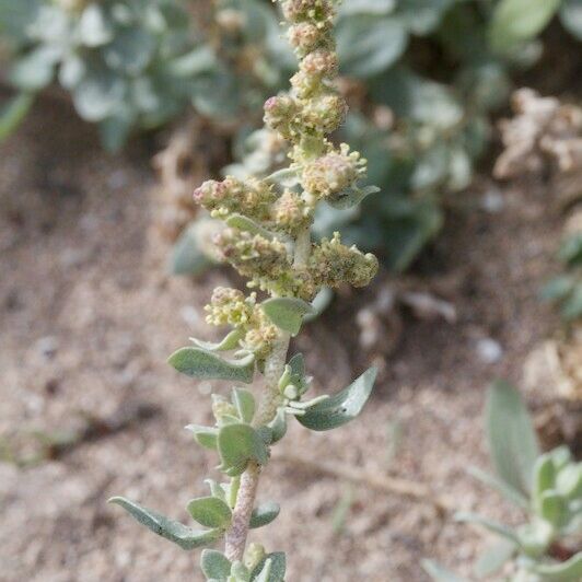 Atriplex glauca ᱮᱴᱟᱜ