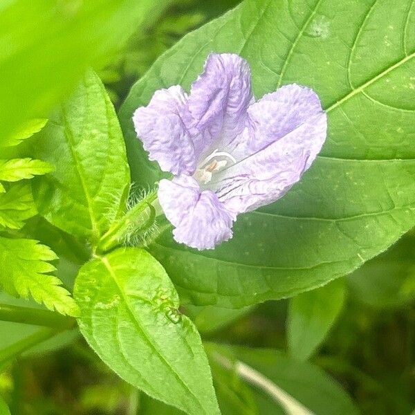 Ruellia strepens Flower