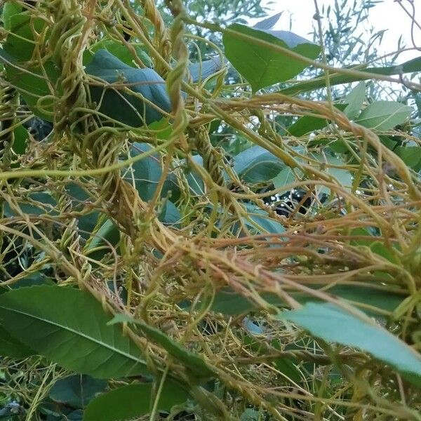 Cuscuta campestris Corteza