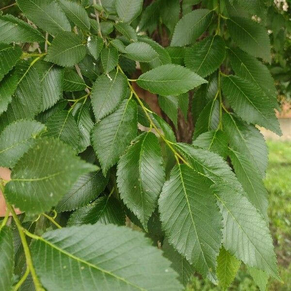 Ulmus americana Blad