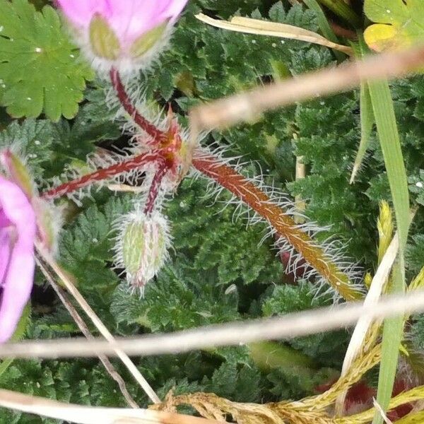 Erodium acaule Žievė