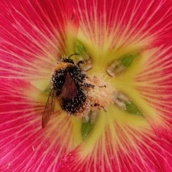 Alcea setosa Anders