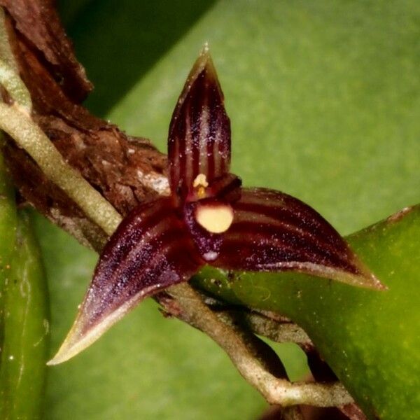 Bulbophyllum betchei Fiore