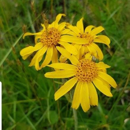 Arnica montana Blomma