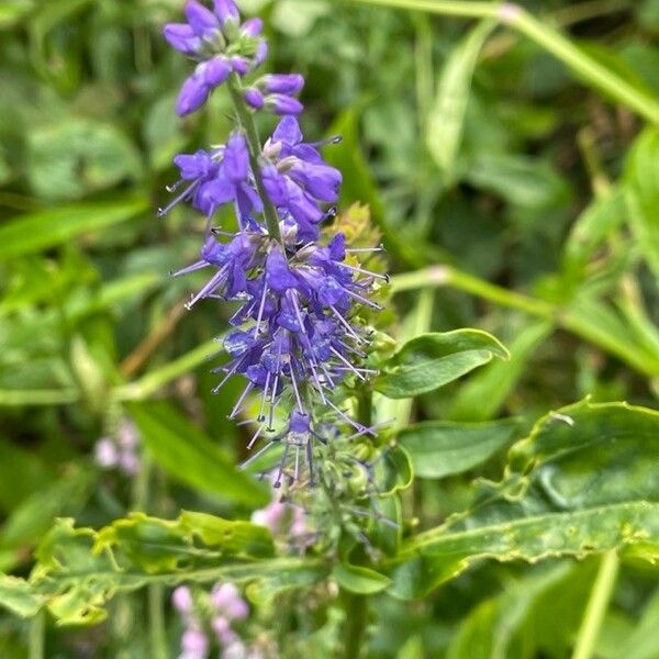 Veronica longifolia 花