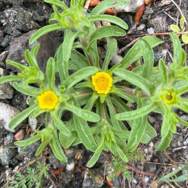 Asteriscus aquaticus Lehti