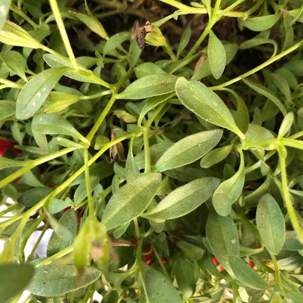 Calibrachoa parviflora Leht