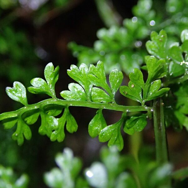 Asplenium abyssinicum Leaf