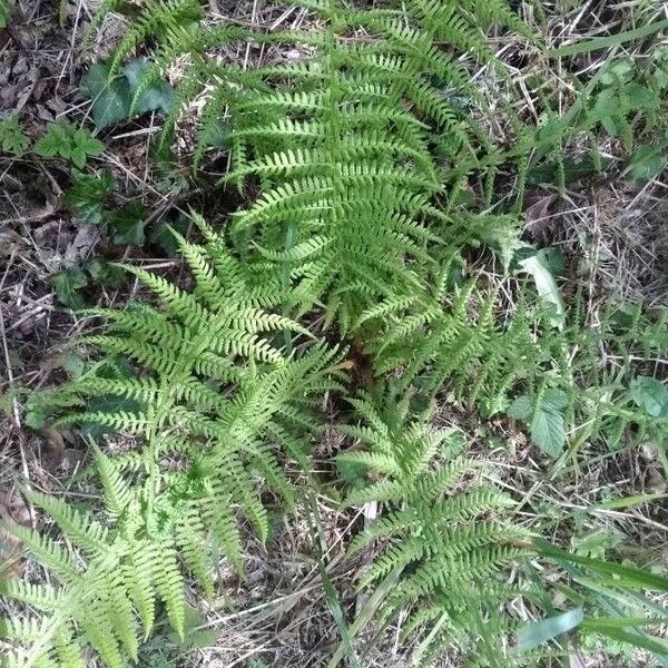 Thelypteris palustris Hostoa