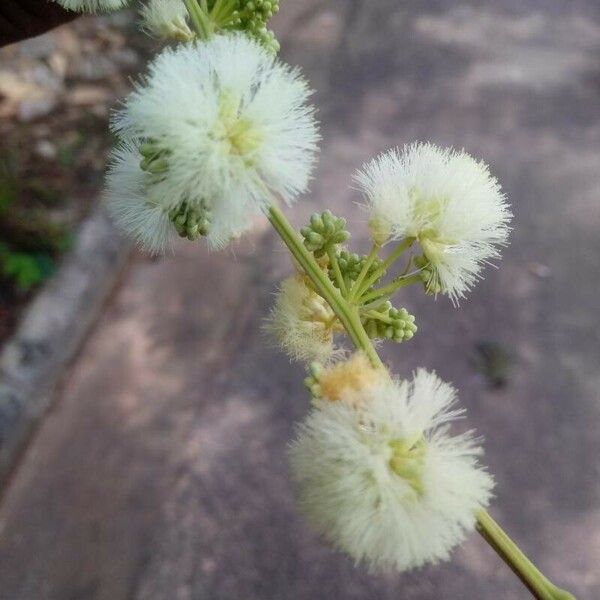 Acacia brevispica फूल