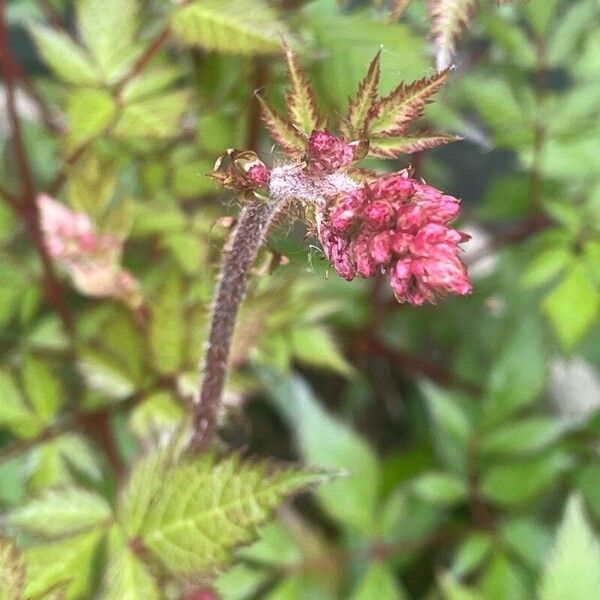 Astilbe japonica Blüte