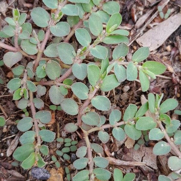 Euphorbia prostrata Fuelha