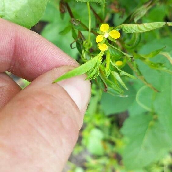 Ludwigia hyssopifolia Flower