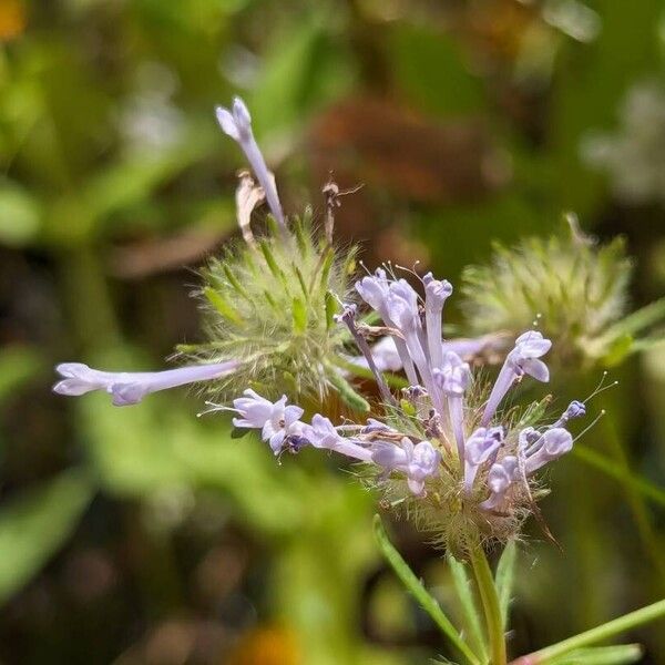 Asperula arvensis फूल