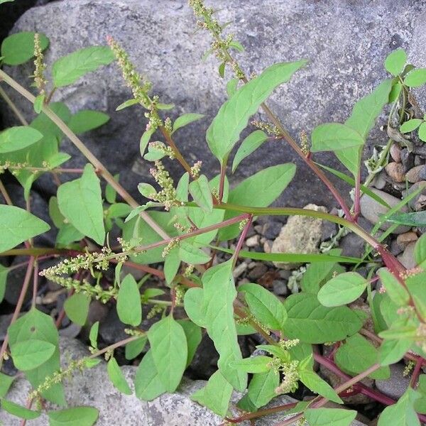 Lipandra polysperma Flor