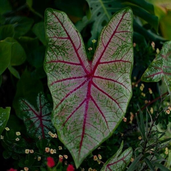 Caladium bicolor Leaf