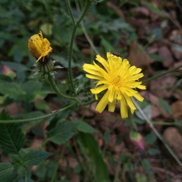 Picris hieracioides Flower