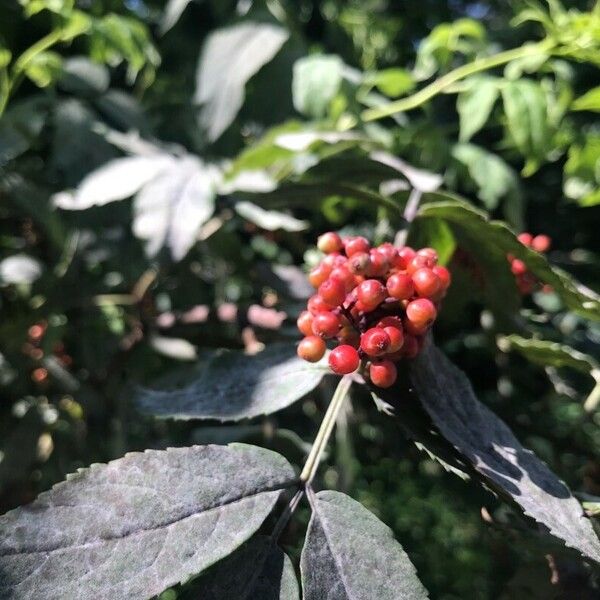 Sambucus racemosa Owoc