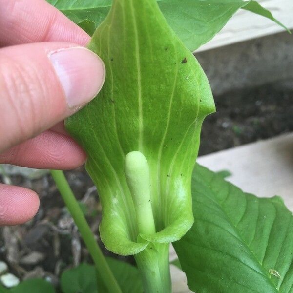 Arisaema triphyllum Blüte