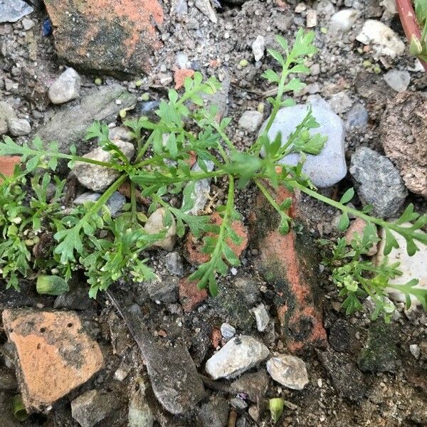 Lepidium didymum Feuille