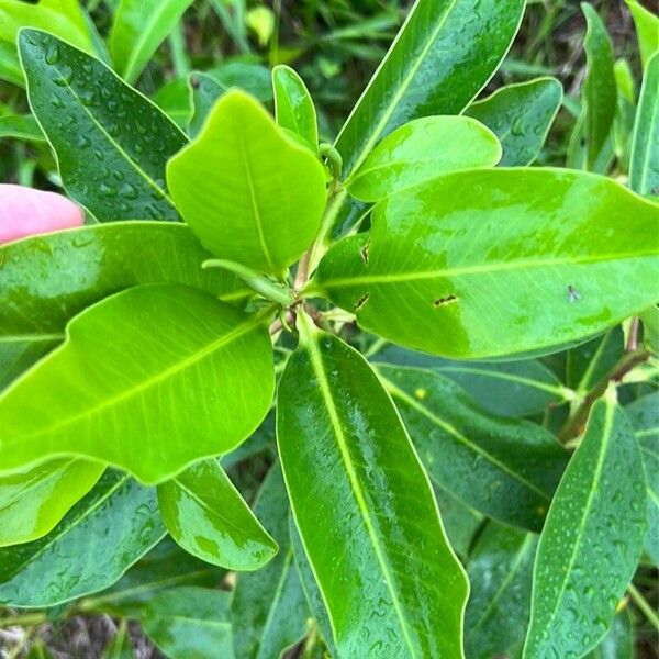 Myrsine guianensis Muu