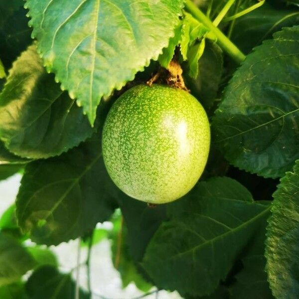 Passiflora edulis Plod