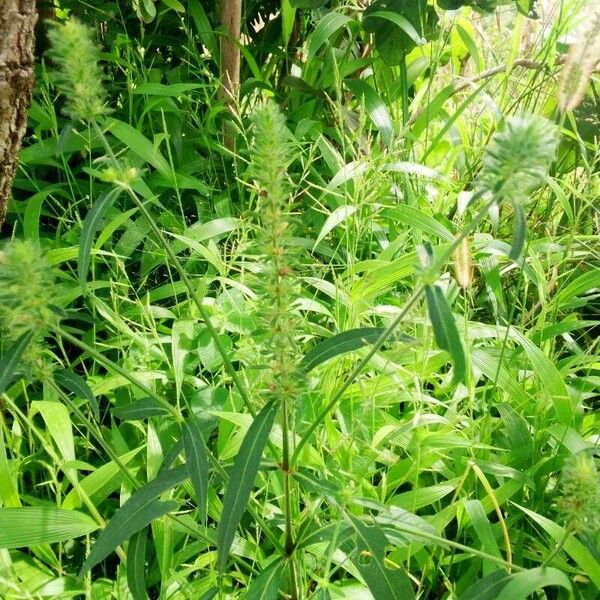 Justicia flava Flower