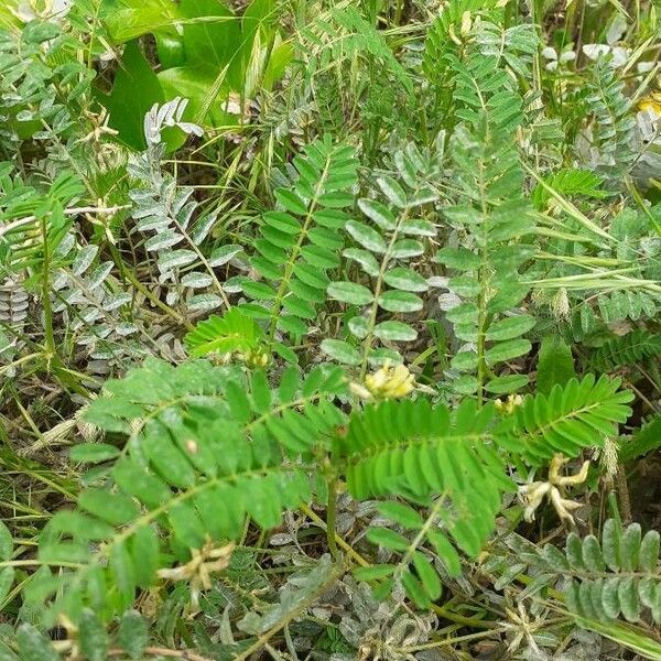 Astragalus hamosus 叶