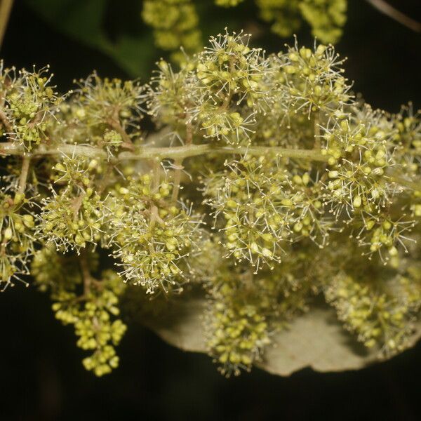 Vitis tiliifolia Virág