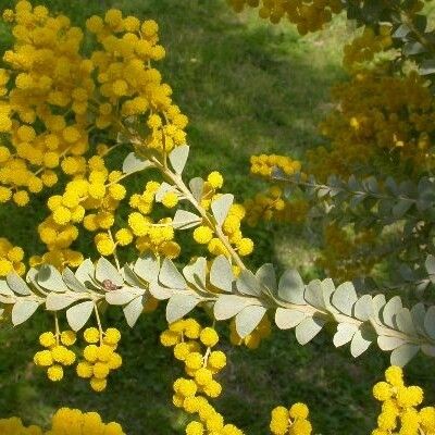 Acacia cultriformis Flower