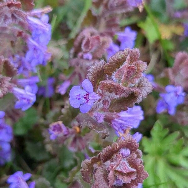 Glechoma hederacea Flor