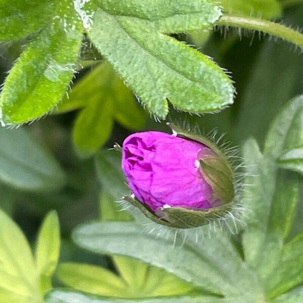 Geranium sanguineum Other